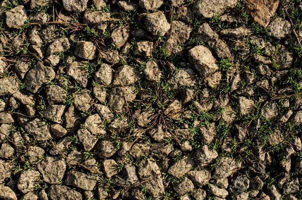 Textura fondo de pantalla de piedras grises entre hierba verde — Foto de Stock