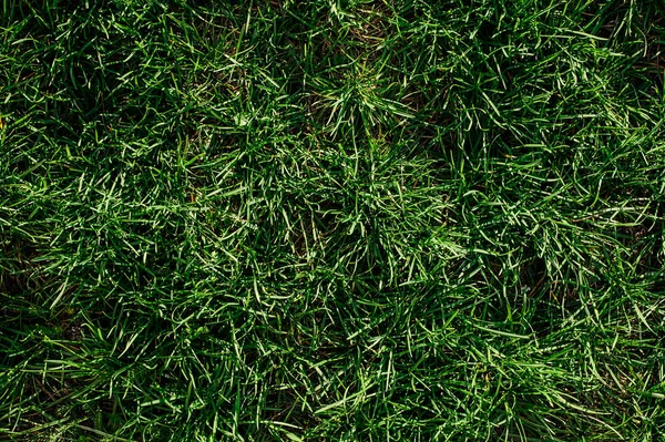 Close up macrophotograpy texture of fresh green grass field