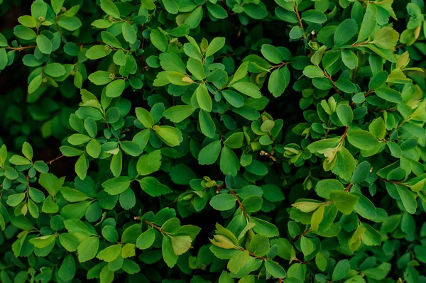 Textura de fondo de una planta verde suculenta — Foto de Stock