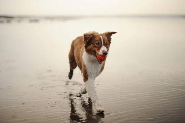 口の中にボールを持つ海の岸を走っている生姜と白の犬 — ストック写真