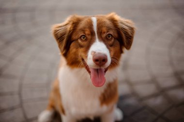 Zencefil ve beyaz köpek yerde ağzı açık oturuyorlar.
