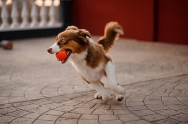 Zencefil ve beyaz köpek ağzında bir topla sette koşuyorlar.