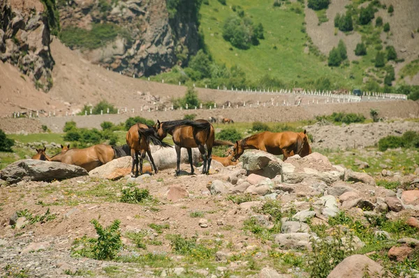 Stelletje paarden die buiten tussen rotsen lopen. — Stockfoto