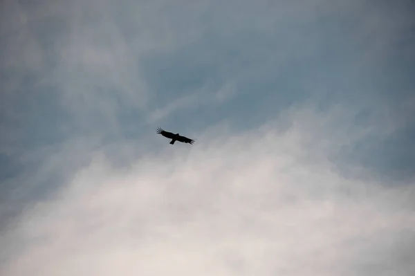 Predator bird flying high in the sky — Stok fotoğraf