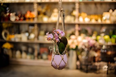 Güzel gül rengi orkide, iplere asılmış pembe tencerede yeşil yapraklar var.