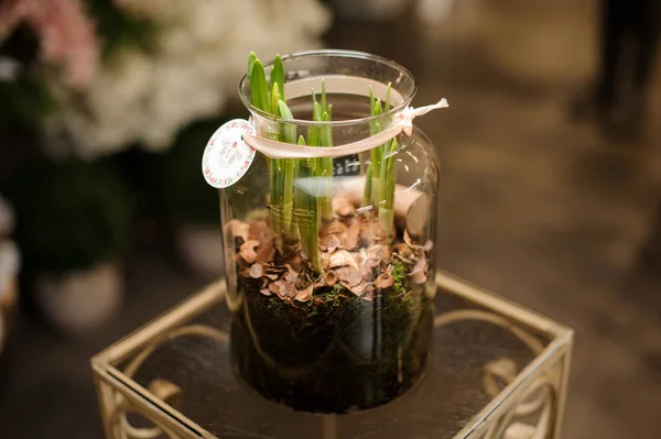 Skleněná nádoba s půdou pokrytou mechem se zelenou čerstvou cibulí — Stock fotografie