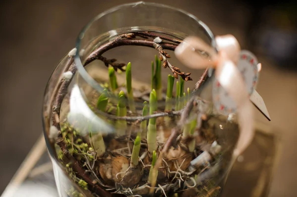 Pot en verre avec un sol recouvert de mousse avec bulbe vert frais avec la branche à l'intérieur — Photo