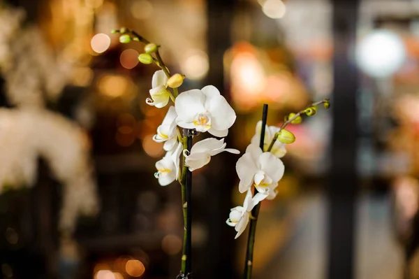 Красивый белый цвет орхидеи на черных палочках — стоковое фото