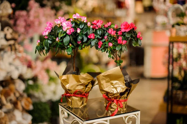 Dois belos vasos de flores com azáleas rosa envolto em papper dourado com arco vermelho — Fotografia de Stock