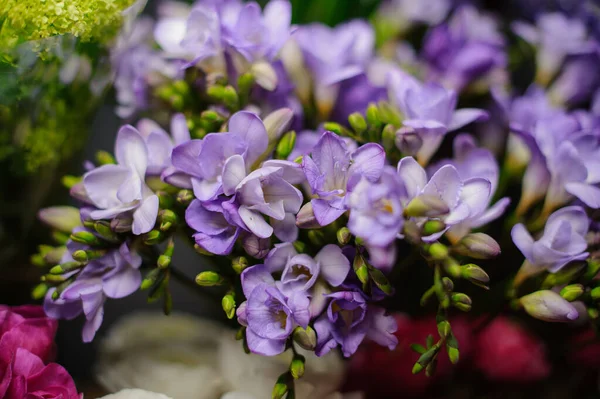 Belo buquê de freesia roxa no papel de embrulho transparente — Fotografia de Stock