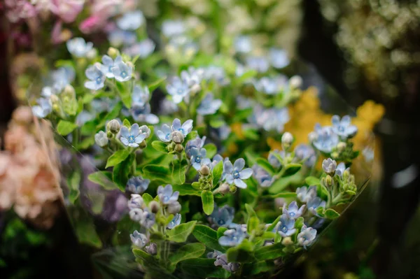 Buquê de pequenas flores azuis claras com folhas verdes no papel de embrulho transparente — Fotografia de Stock