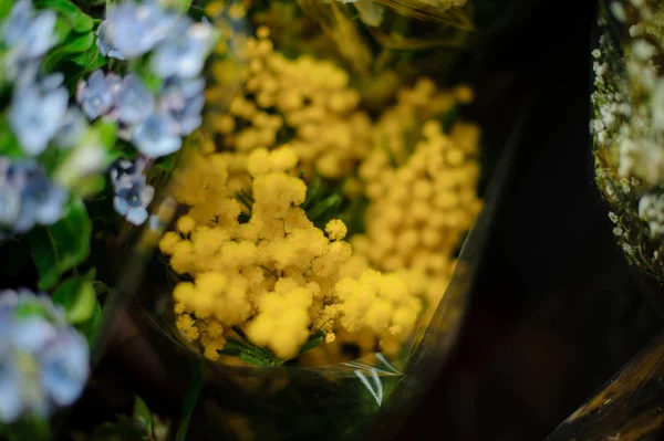 Belo buquê de mimosa amarela no papel de embrulho transparente — Fotografia de Stock