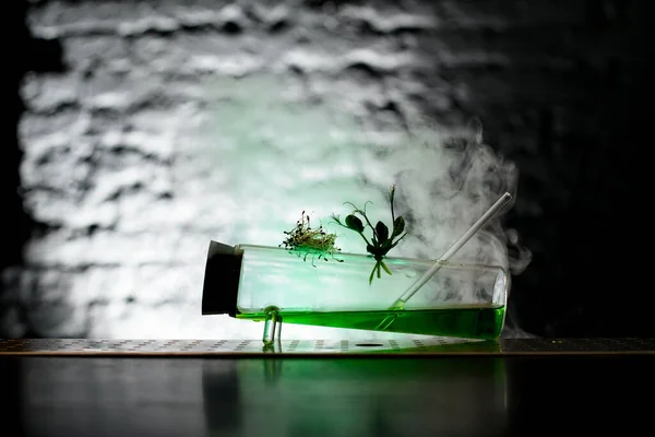 Close-up van design glazen kolf met groene vloeistof binnenin en versiert met planten — Stockfoto