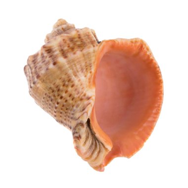 deniz kabuğu beyaz üzerine izole