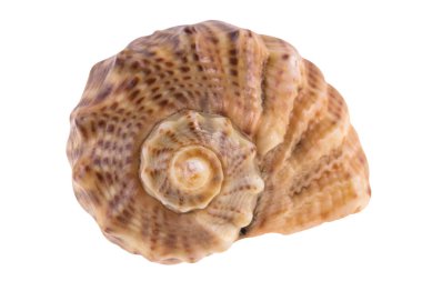 deniz kabuğu beyaz üzerine izole