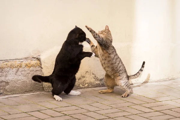 İki evsiz kedi duvara karşı savaşıyor.