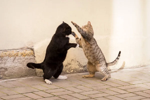 Due Gatti Senzatetto Combattono Contro Muro Immagine Stock