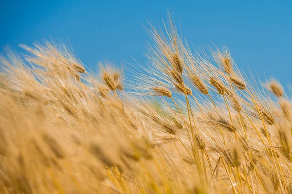 Campo de cebada, Malta en la naturaleza — Foto de Stock