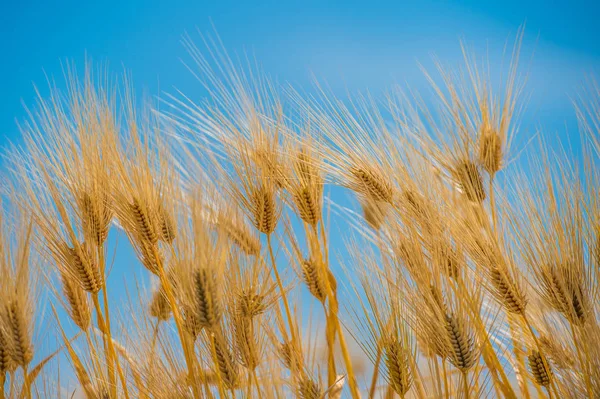 Campo de cebada, Malta en la naturaleza — Foto de Stock