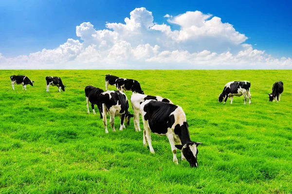 Vacas en un campo verde y cielo azul . — Foto de Stock