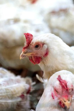 Sick chicken or Sad chicken in farm,Epidemic, bird flu, health problems. clipart