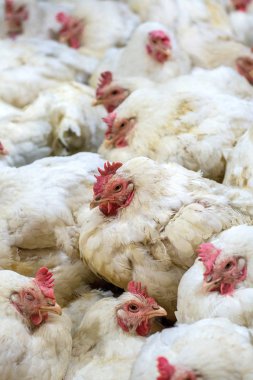 Sick chicken or Sad chicken in farm,Epidemic, bird flu, health problems. clipart