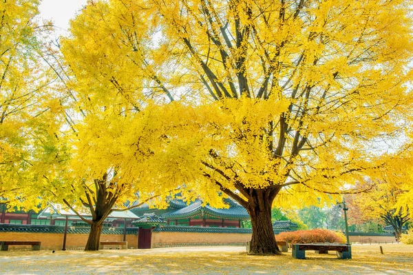 Осень во дворце Кёнбокгун, Южная Корея . — стоковое фото