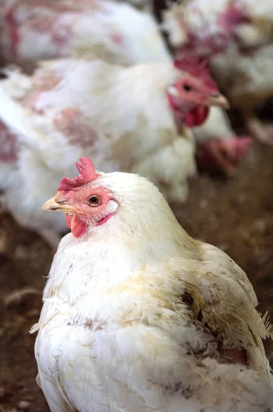 Sjuka kyckling eller Sad kyckling i gården, epidemi, fågelinfluensan, hälsoproblem. — Stockfoto