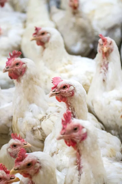 Sjuka kyckling eller Sad kyckling i gården, epidemi, fågelinfluensan, hälsoproblem. — Stockfoto