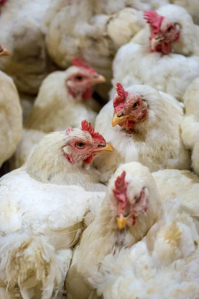 Pollo enfermo o pollo triste en la granja, Epidemia, gripe aviar, problemas de salud . — Foto de Stock