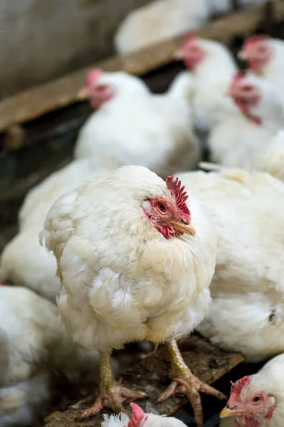 Kranke Hühner oder traurige Hühner im Betrieb, Epidemie, Vogelgrippe, Gesundheitsprobleme. — Stockfoto