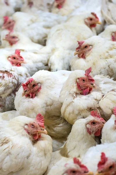 Pollo enfermo o pollo triste en la granja, Epidemia, gripe aviar, problemas de salud . — Foto de Stock