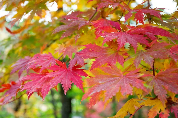 Ahorn im Herbst in Korea. — Stockfoto