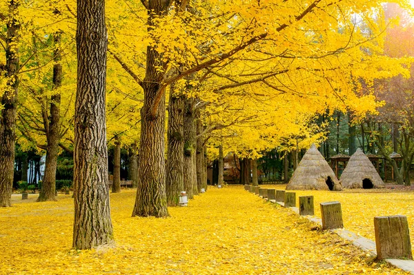Jesień z drzewo ginkgo w Nami wyspa, Korea. — Zdjęcie stockowe