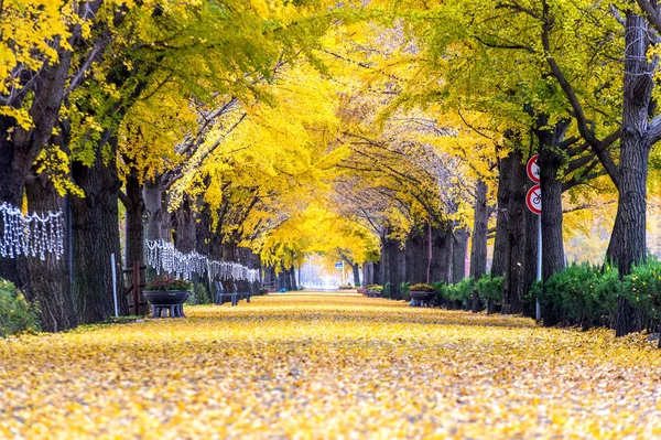 Row of yellow ginkgo trees in Asan, Korea.