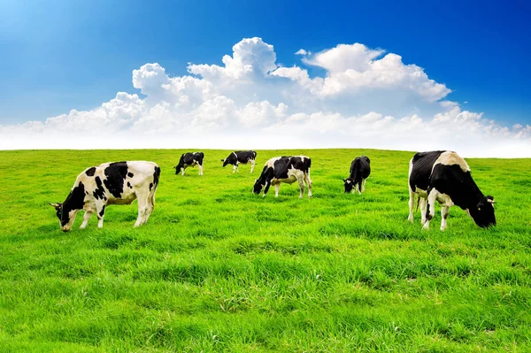 Cows on a green field. — Stock Photo, Image