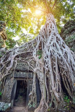 Ta Prohm Tapınağı, Angkor Wat, Kamboçya dışında büyüyen ağaçlar.