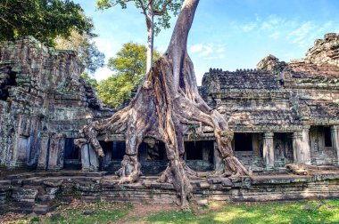 Ta Prohm Tapınağı, Angkor Wat, Kamboçya dışında büyüyen ağaçlar.