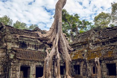 Ta Prohm Tapınağı, Angkor Wat, Kamboçya dışında büyüyen ağaçlar.