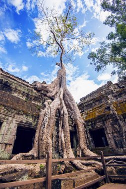 Ta Prohm Tapınağı, Angkor Wat, Kamboçya dışında büyüyen ağaçlar.