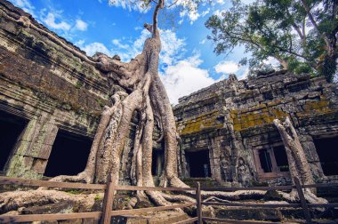 Ta Prohm Tapınağı, Angkor Wat, Kamboçya dışında büyüyen ağaçlar.