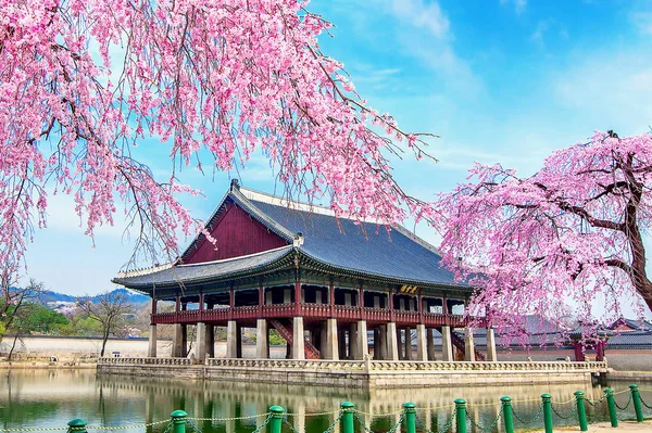 Gyeongbokgung Sarayı ile Bahar, Kore Seul kiraz çiçeği.