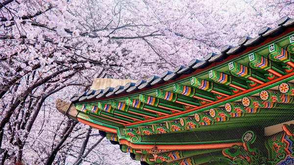 与樱花在春天，韩国景福宫. — 图库照片