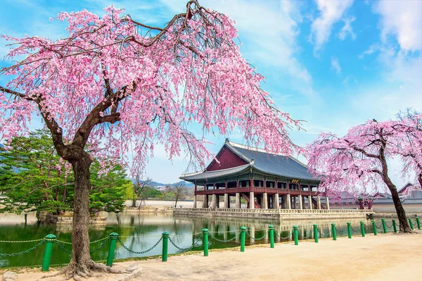 Gyeongbokgung Palace com flor de cereja na primavera, Seul, na Coréia . — Fotografia de Stock