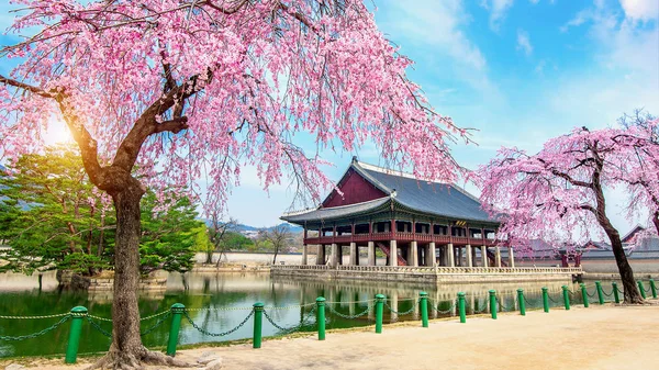 Gyeongbokgung Palacio con flor de cerezo en primavera, Seúl en Corea . — Foto de Stock