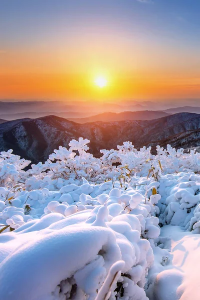 在韩国的冬天，白雪覆盖的德裕山山上的日出. — 图库照片