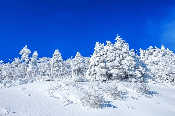Hermoso paisaje de invierno, árboles cubiertos de nieve blanca y cielo azul . — Foto de Stock