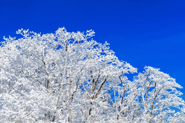 Lindas paisagens de inverno, árvores cobertas de neve branca e céu azul . — Fotografia de Stock