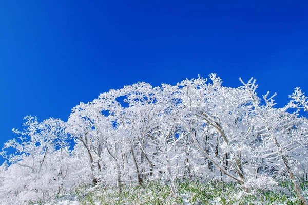 Lindas paisagens de inverno, árvores cobertas de neve branca e céu azul . — Fotografia de Stock