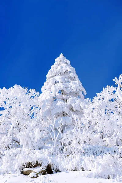 Lindas paisagens de inverno, árvores cobertas de neve branca e céu azul . — Fotografia de Stock